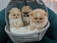 Pomeranci preslatki, malene bebice :: Psi Oglasi Beograd