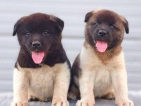 Američka Akita štenci :: Psi Oglasi Beograd