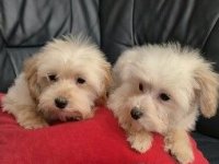 Maltipo toy stenci :: Psi Oglasi Beograd