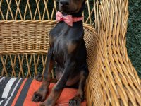 Doberman štenci :: Psi Oglasi Beograd