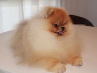 Najlepsi Pomeranci Boo :: Psi Oglasi Beograd