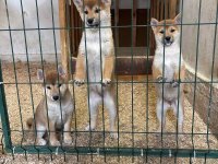 Shiba inu štenci od vrhunskih roditelja :: Psi Oglasi Beograd