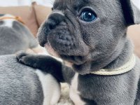 Plavi i merle egzoticni francuski buldozi :: Psi Oglasi Beograd