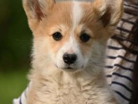 Velski korgi/Welsh Corgi Pembroke :: Psi Oglasi Beograd