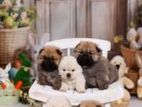 CHOW CHOW stenci :: Psi Oglasi Beograd