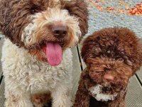 Dostupno novo leglo LAGOTTO ROMANJOLO :: Psi Oglasi Beograd