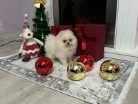 Pomeranac, štenci vrhunskog kvaliteta :: Psi Oglasi Beograd