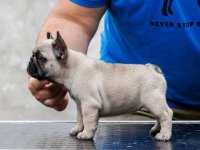 Francuski buldog, štenci :: Psi Oglasi Beograd
