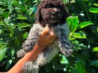 Lagotto Romagnolo štenci :: Psi Oglasi Beograd