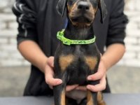 Prodaju se prelepi štenci dobermana, starosti 2 meseca :: Psi Oglasi Beograd