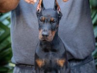 Doberman štenci :: Psi Oglasi Beograd