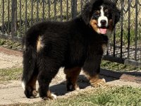 Na prodaju stenci bernskog planinskog psa, odlicnog kvaliteta :: Psi Oglasi Beograd