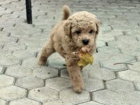 Toy mini aprikot PUDLA :: Psi Oglasi Beograd