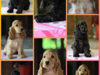 Engleski koker španijel Stenci vrhunskog kvaliteta i porekla :: Psi Oglasi Beograd