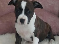 Američki stafordski terijer štenci :: Psi Oglasi Beograd