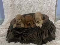 Toy pudle, prelepe, ekstra malog rasta :: Psi Oglasi Beograd