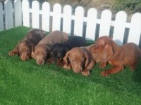 Patuljasti jazavicari :: Psi Oglasi Beograd