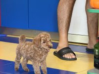 Toy Pudla prelepi štenci :: Psi Oglasi Beograd