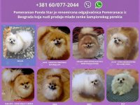 Odgajivačnica Pomeranaca prodaje mlade ženke :: Psi Oglasi Beograd