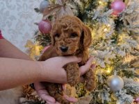 Preslatke malene toy pudle spremne za preuzimanje :: Psi Oglasi Beograd