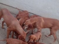 Mađarska vižla štenci :: Psi Oglasi Beograd