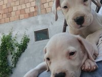 Dogo argentino štenci :: Psi Oglasi Beograd