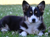 Velški korgi/Welsh Corgi Pembroke :: Psi Oglasi Beograd