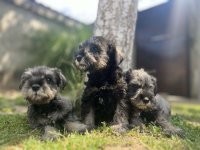 Patuljasti Šnaucer Miniature Schnauzer :: Psi Oglasi Beograd