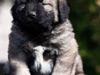 Kavkaski Ovčar štenci :: Psi Oglasi Beograd