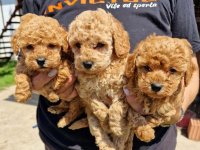 Toy pudle maleni mečići spremni za preuzimanje :: Psi Oglasi Beograd