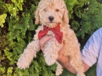 Labradoodle F1b preslatki štenci :: Psi Oglasi Beograd