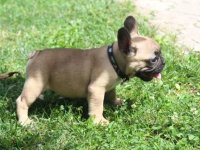 Francuski Buldog štenci :: Psi Oglasi Beograd
