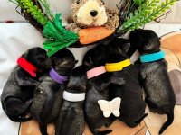 Patuljasti Šnaucer prelepi stenci :: Psi Oglasi Beograd