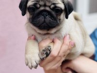 Mops žensko štene na prodaju :: Psi Oglasi Beograd