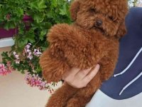 Najmanje pudle, od najlepsih roditelja u Evropi :: Psi Oglasi Beograd