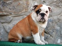 Engleski Buldog :: Psi Oglasi Beograd