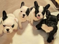 Francuski Buldog prelepi štenci :: Psi Oglasi Beograd