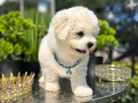 Bichon Frise štenci :: Psi Oglasi Beograd