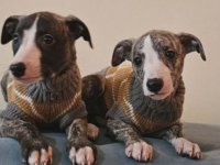 Persijski hrt saluki štenci :: Psi Oglasi Beograd