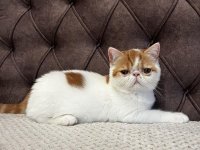 Egzotični kratkodlaki mačići (Exotic Shorthair) :: Mačke Oglasi Beograd