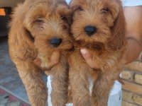 Cockapoo štenci :: Psi Oglasi Beograd