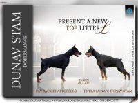 Doberman prelepi stenci :: Psi Oglasi Beograd