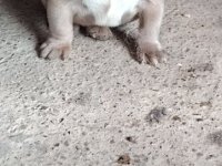 Francuski buldog muško štene :: Psi Oglasi Beograd