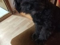 Maltipoo štene :: Psi Oglasi Beograd