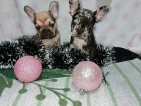 Francuski buldog –  četiri muška šteneta I jedna ženkica :: Psi Oglasi Beograd