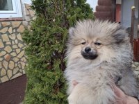 Stenci pomeranskog spica :: Psi Oglasi Beograd