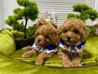 Pudle na prodaju :: Psi Oglasi Beograd