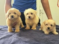 Prelepi Maltipoo štenci :: Psi Oglasi Beograd