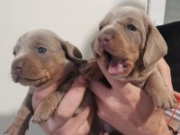 Štenci jazavičara :: Psi Oglasi Beograd