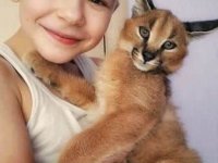 Savannah mačići serval i karakal stari 4 sedmice. :: Mačke Oglasi Beograd